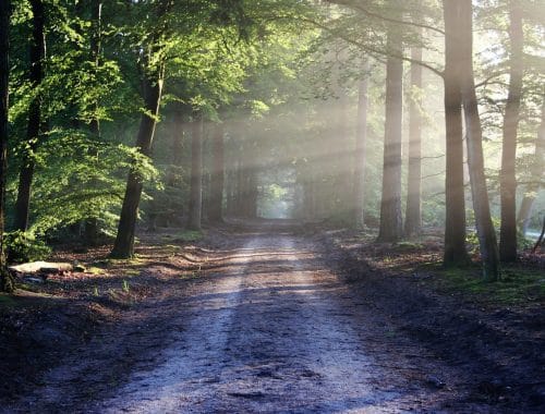 découvrez la beauté et la diversité de la nature à travers des paysages époustouflants, une faune fascinante et une flore riche. plongez dans un monde où la préservation de l'environnement et l'harmonie avec la terre sont à l'honneur, et laissez-vous inspirer par la magie des écosystèmes.