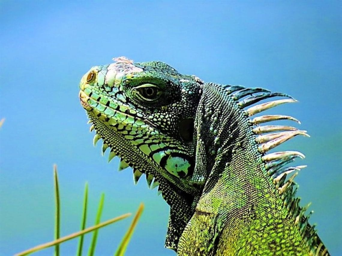 découvrez la guadeloupe, un véritable paradis tropical aux paysages époustouflants, plages de sable blanc et culture riche. partez à l'aventure entre volcans et forêts luxuriantes, savourez la cuisine créole et plongez dans une ambiance chaleureuse. une destination incontournable pour vos prochaines vacances !